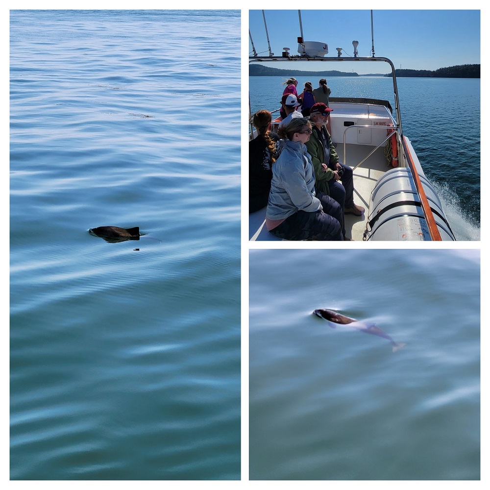 Some dolphins, and our boat