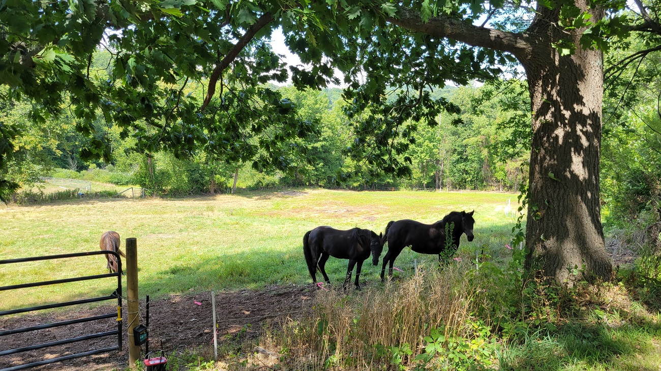 Horses in a field, in Conway