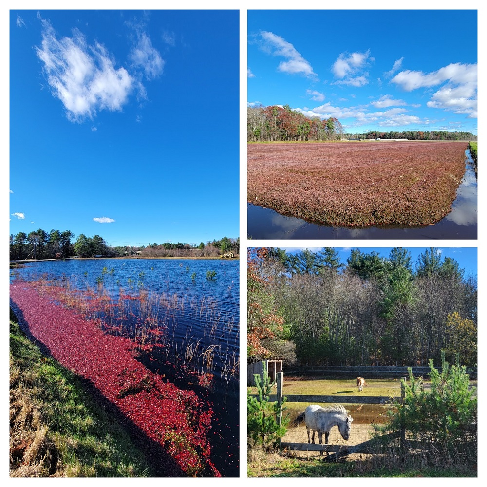 Cranberry bogs and a Shetland pony