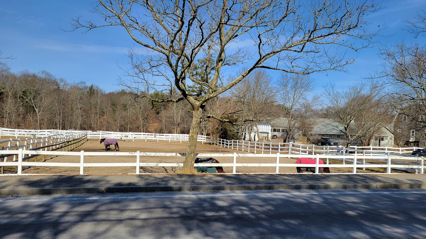 Horses grazing with their winter blankets