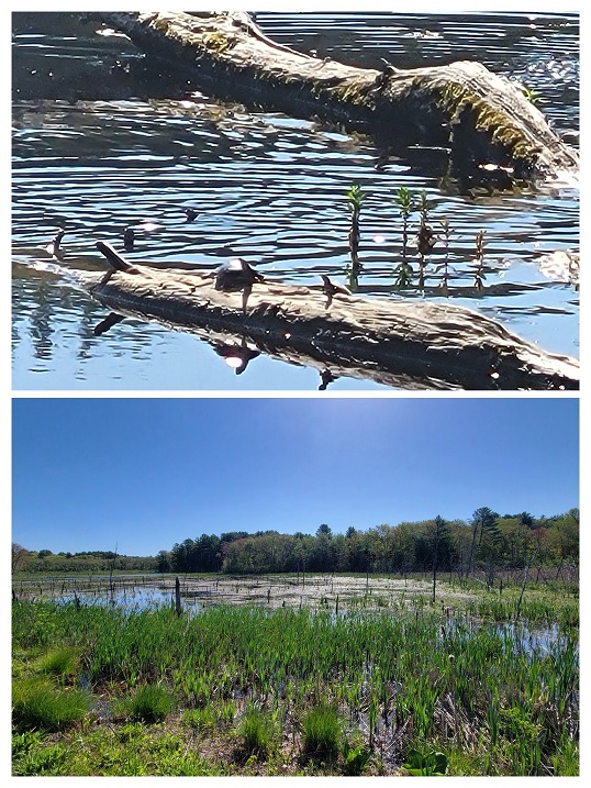 Wildlife in the Crane Pond Wildlife Management Area. Turtles and (not pictured, but 100% DEFINITELY there) snakes!